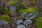 Stones with moss in scandinavian woods. Swedish nature. Backgroun