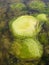 Stones overgrown with green algae in sea water.