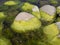 Stones overgrown with green algae in sea water.