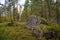 Stones overgrown with moss in a wild forest