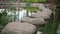 Stones path on pond with blurry trees as background