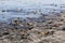 Stones Scattered on Cardiff State Beach