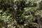 Stones in steep slope covered with moss in dense forest close to path towards to Murg lakes