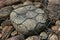 Stones strengthening the river bank