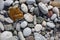 Stones texture. Background the damp multi-colored pebbles close up soft focus from on the pebbly beach in cloudy weather