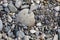 Stones texture. Background the damp multi-colored pebbles close up soft focus from on the pebbly beach in cloudy weather