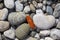 Stones texture. Background the damp multi-colored pebbles close up soft focus from on the pebbly beach in cloudy weather