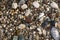 Stones texture. Background the damp multi-colored pebbles close up soft focus from on the pebbly beach in cloudy weather