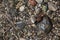 Stones texture. Background the damp multi-colored pebbles close up soft focus from on the pebbly beach in cloudy weather