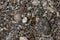 Stones texture. Background the damp multi-colored pebbles close up soft focus from on the pebbly beach in cloudy weather