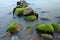 Stones with water grass. Coastal stones