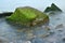 Stones with water grass. Coastal stones