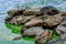 Stones in the water among the green algal blooms