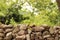 Stonewall with blurred trees and green plants in the background