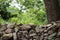 Stonewall with trees and green plants in the background