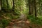 Stoney path in the forest