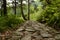 Stoney way in the forest