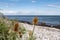 stony Baltic Sea beach with thistle in the foreground, Fehmarn Island, Staberhuk Beach, Germany