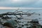 Stony beach with dead wood at Brodtener Steilufer near Lübeck Travemünde, Schleswig-Holstein, Germany