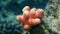 Stony coral Hood coral or Smooth cauliflower coral, pistillate coral (Stylophora pistillata) undersea, Red Sea