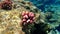 Stony coral Hood coral or Smooth cauliflower coral Stylophora pistillata undersea, Red Sea, Egypt, Sharm El Sheikh, Nabq Bay