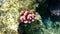 Stony coral Hood coral or Smooth cauliflower coral Stylophora pistillata undersea, Red Sea, Egypt, Sharm El Sheikh, Nabq Bay