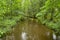 Stony Creek Gently Flows through Summer Woods