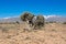 Stony desert of Middle Atlas, Morocco