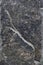 Stony granite texture. Grunge grey textured wall background surface of stony, basalt rock