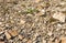 Stony ground with various sized stones and some spring green flowers growing there