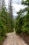 Stony mountain trail leading through lush coniferous forest, pine trees and spruces in Tatra Mountains in Poland