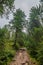 The stony path between big green firs, bushes and deciduous trees