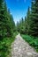 Stony path in the coniferous forest