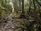 Stony path in forest, Copland track, New Zealand