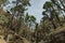 Stony path upland surrounded by pine trees at sunny day. The slopes of a narrow deep gorge covered with centuries-old pines. Rocky