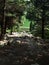 Stony pathway under pines and other coniferous trees leading to cultivated lawn and decorative park pond