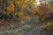 Stony road in the autumn forest