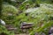 Stony stairs in the green garden