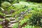 Stony stairs in the green garden