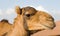 The stony stare of the arabian camel, Dubai