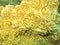 Stony yellow coral