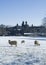 Stonyhurst College with sheep grazing in snow