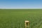 Stool on a green wheat