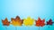 Stop motion animation autumn multicolored leaves in motion top view copy space, background for text maple leaves on a blue backgro