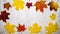 Stop motion animation autumn yellow leaves in motion top view copy space, background for text maple leaves