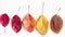 Stop motion animation flat lay top view of yellow, orange, brown, gold and red colors autumn leaves where one leaf turns on white
