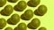 Stop Motion Cut and whole green limes move from left to right on a green background