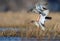 Stop motion of landing together couple male and female common redshanks in ranked water pond or small lake