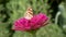 Stop motion of a painted lady butterfly (Vanessa cardui) flying off of a pink flower