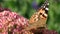 Stop motion of a painted lady butterfly (Vanessa cardui) on a pink flower and blurred background